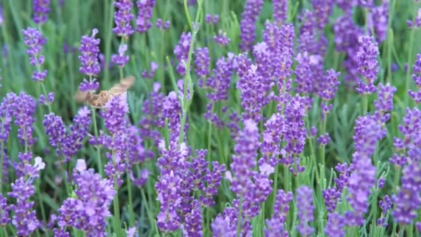 Meadow Brown Butterfly Lavender Flowers Poland Handheld Shot — Vídeo de Stock