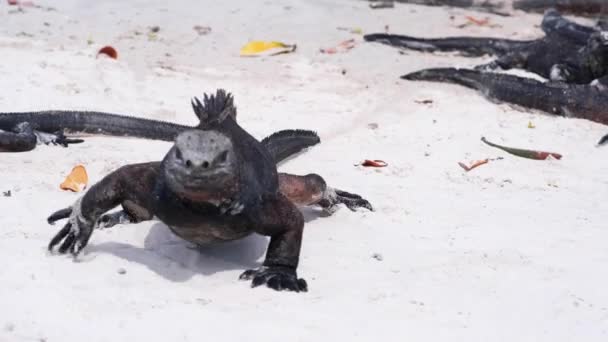 Όμορφο Μαύρο Marine Iguana Καθαρή Λευκή Άμμο Κοντινό Πλάνο — Αρχείο Βίντεο