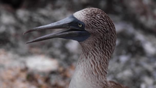 Blue Footed Booby Galapagos Islands Close Shot — 비디오