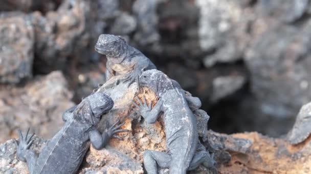 位于厄瓜多尔加拉帕戈斯伊莎贝拉岛岩石上的加拉帕戈斯海鬣蜥 — 图库视频影像