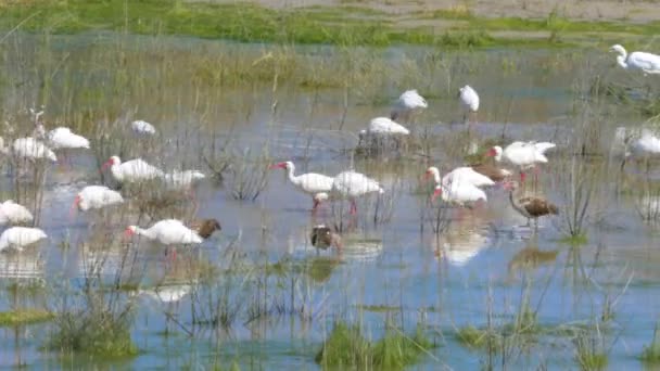 Close Birds Eating Marsh — Stock videók