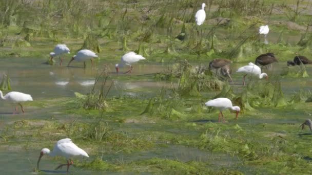 Close White Black Birds Eating Marsh — Vídeo de stock