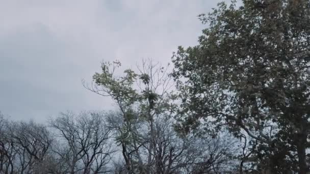 Éclat Soleil Passant Travers Les Arbres Hiver Branches Arbres Vides — Video