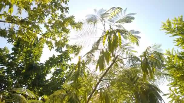 Kijkend Naar Zon Die Schijnt Door Heldergroene Boombladeren Het Bos — Stockvideo