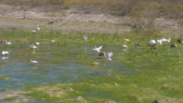 Flock Birds Flying Out Marsh — Video Stock