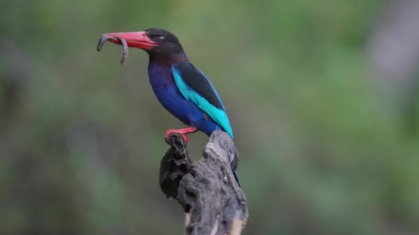 Javan Kingfisher Perching Eating Worms — Stockvideo