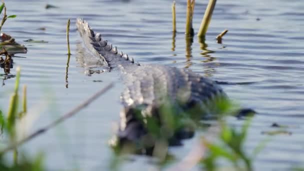 Rack Focus Wildlife Shot Capturing Fierce Crocodile Yacare Caiman Floating — Video