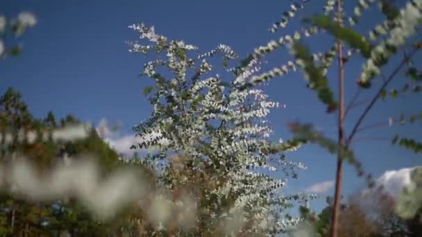 Grand Tall Eucalyptus Silver Dollar Tree Blowing Frivolously Wind Partly — Stok video