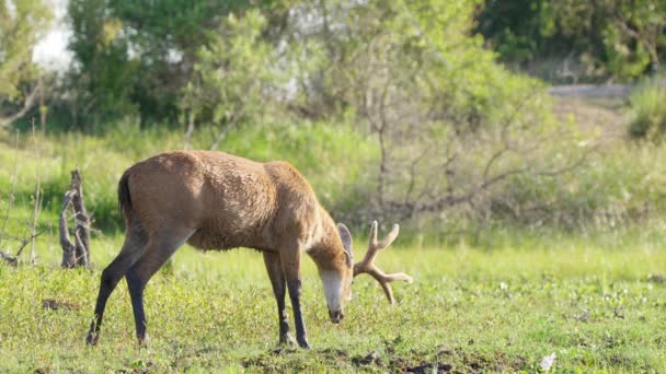 南美洲最大的鹿种 野生黄褐色的沼泽鹿种 在河岸绿草上放牧的双峰驼 大羚羊国家公园 — 图库视频影像