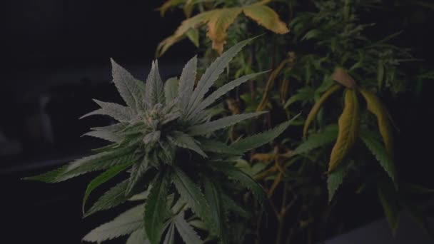 Old Mature Cannabis Marijuana Hemp Plant Ready Harvest Stacked Crystalized — Vídeos de Stock