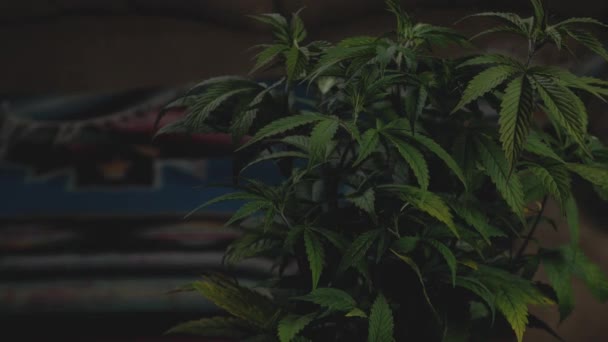 Kleine Cannabispflanze Übergang Zur Blüte Für Cbd Thc Eigenbau Medizinische — Stockvideo