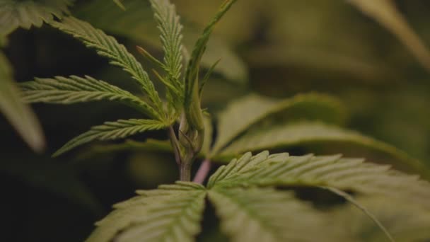Marijuana Cannabis Diy Home Grow Cbd Thc Edible Flower Farming — Stockvideo