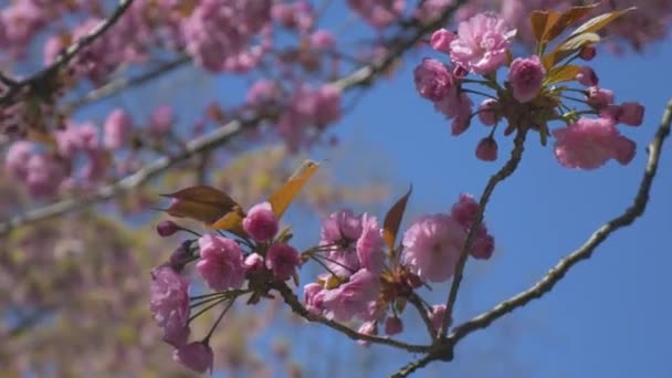 Pink Cherry Blossom Hanging Tree Blowing Wind Beautiful Bright Blue — Stockvideo