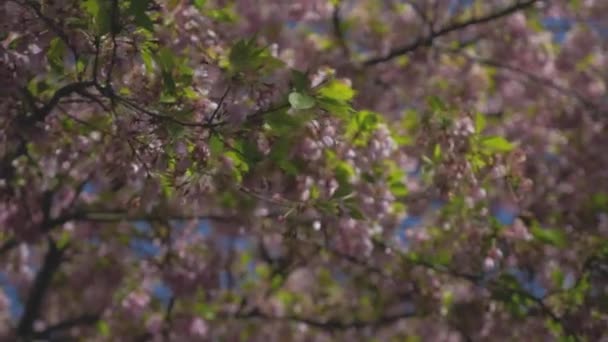 Tät Bladverk Rosa Körsbärsträd Blåser Vinden Vacker Klarblå Dag Vancouver — Stockvideo