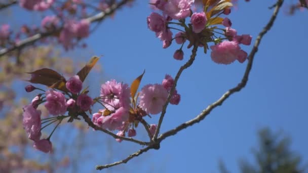 Pink Cherry Blossom Branches Hanging Tree Blowing Wind Beautiful Bright — ストック動画