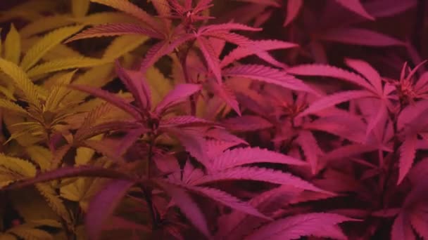Tam Spektrum Led Yapımı Tıbbi Marihuana Bitkileri Üzerine Parlayan Işık — Stok video
