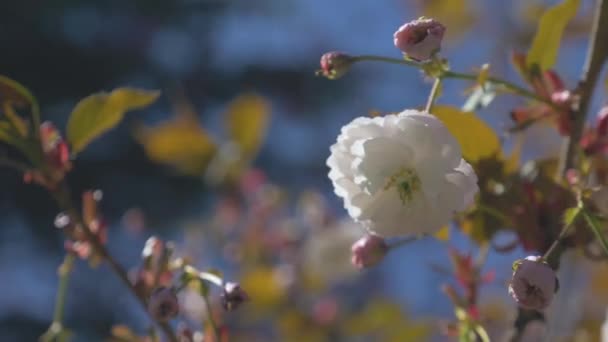 White Cherry Blossom Hanging Tree Blowing Wind Beautiful Bright Blue — Stok video