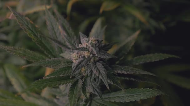Planta Cânhamo Cannabis Maconha Madura Verde Escuro Pronto Para Colher — Vídeo de Stock