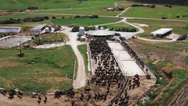 Melkkoeien Rij Voor Melkstal Zonnige Dag Landelijke Ranch Nieuw Zeeland — Stockvideo