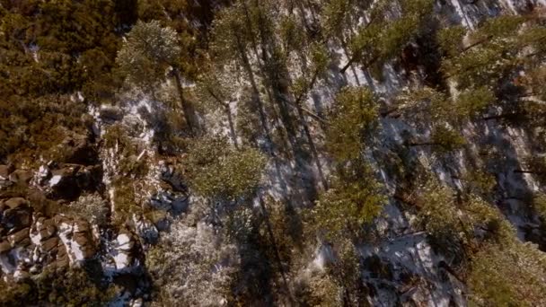 Вид Сверху Дугласа Фирса Лесу Бумом Вниз Вершинам Деревьев — стоковое видео