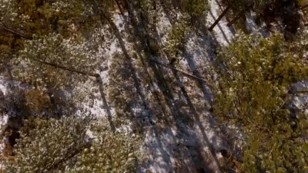 Overhead View Douglas Firs Winter Day Lake Tahoe Scroll — Stock Video