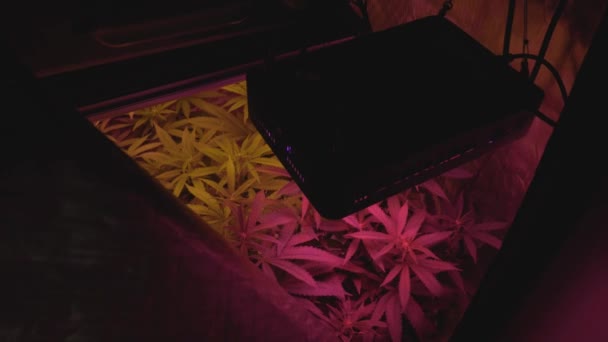 Yapımı Marihuana Esrarı Içinde Rüzgarda Esiyor Yapay Spektrumlu Led Aydınlatma — Stok video
