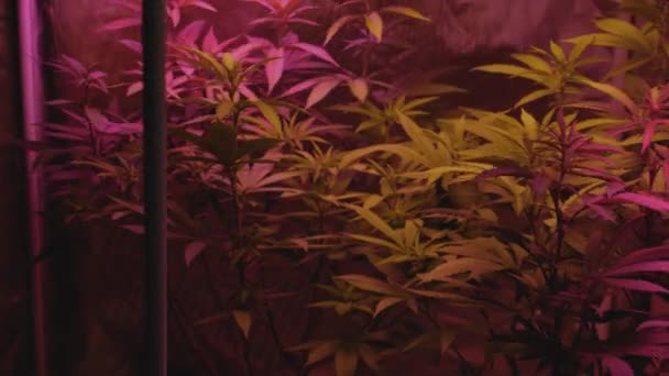 Home Grow Marihuana Cannabis Weht Wind Innerhalb Home Grow Zelt — Stockvideo