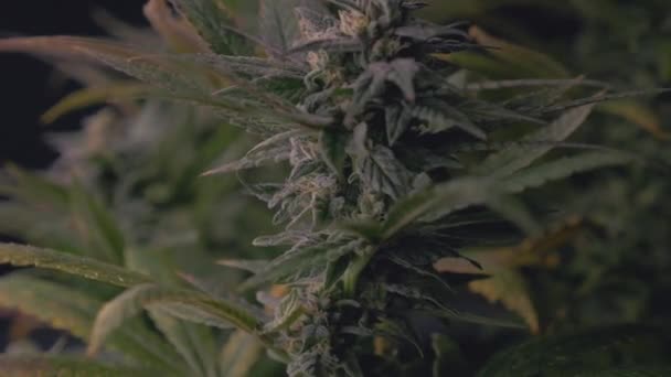 Marihuana Madura Cannabis Listo Para Cosecha Para Los Comestibles Médicos — Vídeos de Stock