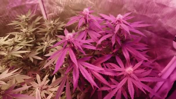 Cannabis Marihuana Madura Plantas Cáñamo Que Crecen Bajo Luces Led — Vídeos de Stock