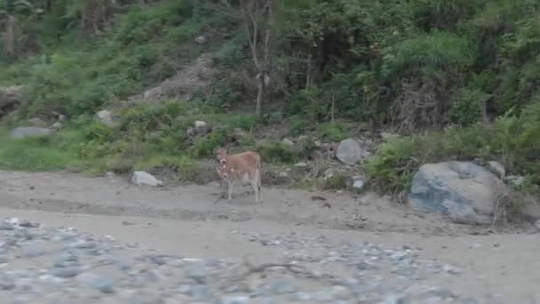 Madre Mucca Vitello Bambino Legato Palo Fondale Roccioso Fattoria Villaggio — Video Stock