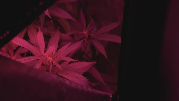 Home Kweken Marihuana Cannabis Waait Wind Huis Kweektent Met Kunstmatig — Stockvideo