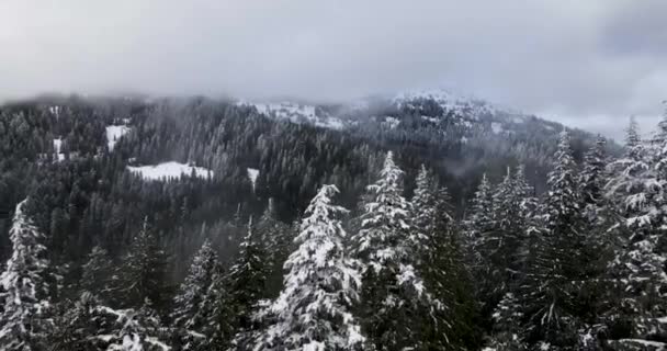 Vue Aérienne Une Forêt Dense Oregon — Video