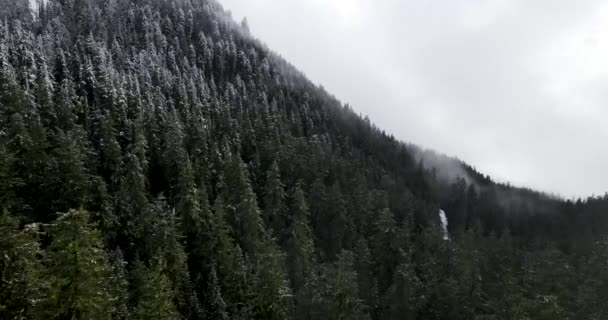 Aerial Shot Dense Forest Oregon — Wideo stockowe