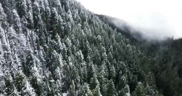 Aerial Shot Dense Forest Oregon — Video Stock