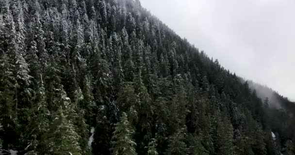 Aerial Shot Dense Forest Oregon — Video Stock