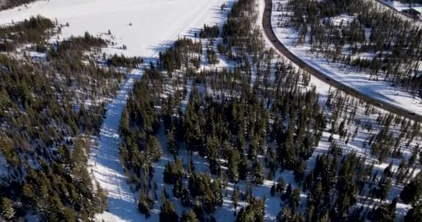 Aerial Shot Dense Forest Oregon — ストック動画