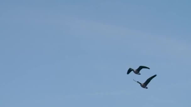 Canadian Geese Fly Blue Sky 94Fps — Stock videók