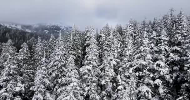 Aerial Shot Dense Forest Oregon — Vídeos de Stock