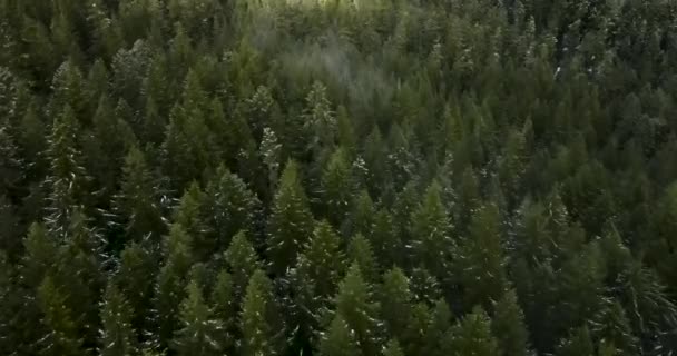 Flygfoto Tät Skog Oregon — Stockvideo