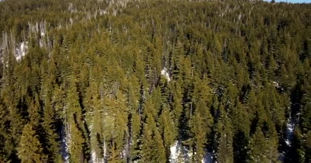 Аэросъемка Густого Леса Орегоне — стоковое видео