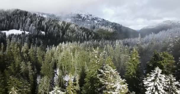 Flygfoto Tät Skog Oregon — Stockvideo