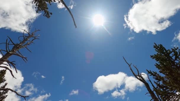 白い雲 低い角度の回転と青い空に対して木の上からのサンビーム — ストック動画