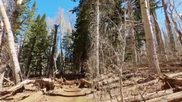 Tracking Beweging Door Bos Wandelpad Natuurlijke Scène Humphreys Peak Flagstaff — Stockvideo
