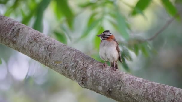 Filmová Scéna Divokého Vrabce Rufálním Límcem Zonotrichia Capensis Stojí Větvi — Stock video