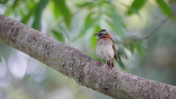 Scena Cinematografică Unei Vrăbii Sălbatice Guler Zonotrichia Capensis Stând Încă — Videoclip de stoc