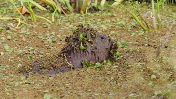 Wet Capybara Hydrochoerus Hydrochaeris Soaking Mire Surrounded Swampy Plants Vegetations — стоковое видео