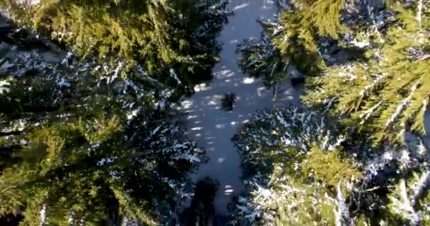 Κατευθείαν Κάτω Εναέρια Λήψη Των Δέντρων Χειμώνα — Αρχείο Βίντεο