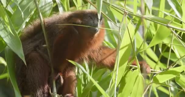 Dusky Titi Monkey Chewing Green Branch Looking Camera Tripod Medium — Stock videók