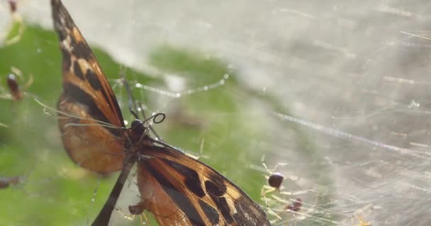 Topluluk Örümcekleri Ağda Kapana Kısılmış Kelebeğe Doğru Sürünüyorlar — Stok video