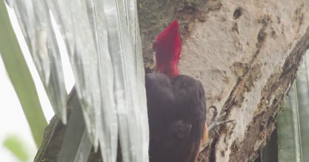 Pájaro Carpintero Cabeza Roja Que Alimenta Insectos Tronco Del Árbol — Vídeos de Stock